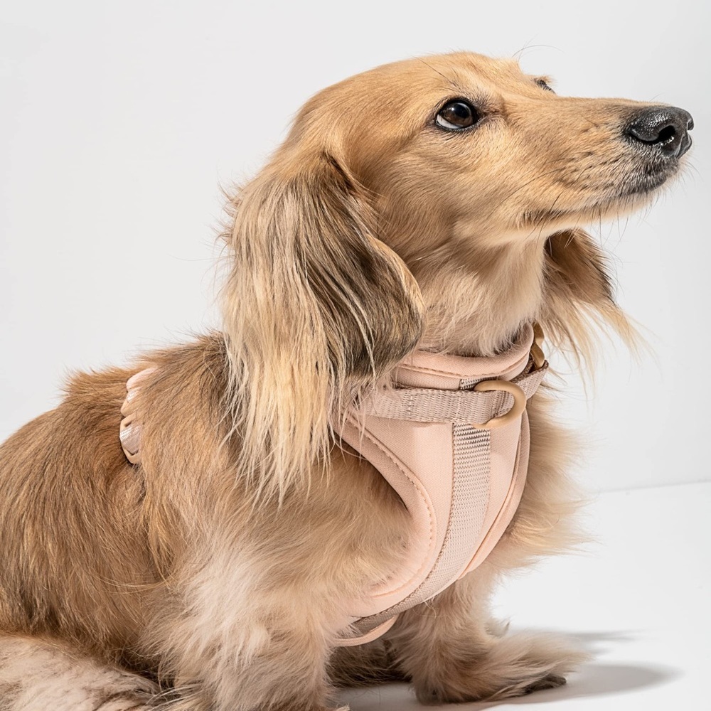 Wild One harness Small